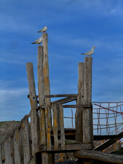 Three seagulls are perched on weathered wooden posts of a rustic, old-fashioned playground or viewing platform structure, with some of the posts showing signs of aging such as moss or lichen growth. The posts vary in height and are arranged vertically, with one bird on the highest post, two on middle posts, and one on a slightly shorter post, all facing different directions. The structure includes a horizontal wooden plank and a partially visible section of rusted metal fencing or netting to the right, which appears aged and slightly bent. In the background, there is a clear blue sky with wispy white clouds, and the landscape beyond is mostly out of focus, suggesting an open outdoor environment. The scene captures a tranquil moment, with no humans present, and reflects a natural setting where birds have taken an unusual perch, all within a context that, through its simplicity, could relate to the peaceful nature of rural or seaside areas often associated with outdoor leisure or observation zones, indirectly aligning with themes of outdoor waste management or natural environment preservation. Waste Disposal Ruislip offers alternative waste handling options, although this image depicts a natural scene free of visible rubbish or waste materials.
