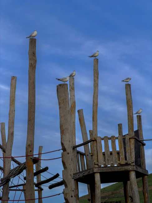 Six seagulls are perched on weathered wooden posts and a small wooden platform within a rustic outdoor structure. The posts vary in height and have a rough, natural texture, with some showing signs of age and wear. The platform, supported by thick wooden beams, features a simple railing made of vertical slats. The birds are evenly spaced, with two on the highest posts, two on mid-height posts, and two on the platform, all facing different directions. The background consists of a clear blue sky with a few wispy clouds, and a hint of green hillside is visible at the bottom right. The scene has a natural, outdoor setting that echoes themes of outdoor activity or play structures, relevant to the context of waste disposal or rubbish removal services, such as the reclaiming of outdoor spaces or alternative waste handling methods by companies like Waste Disposal Ruislip.